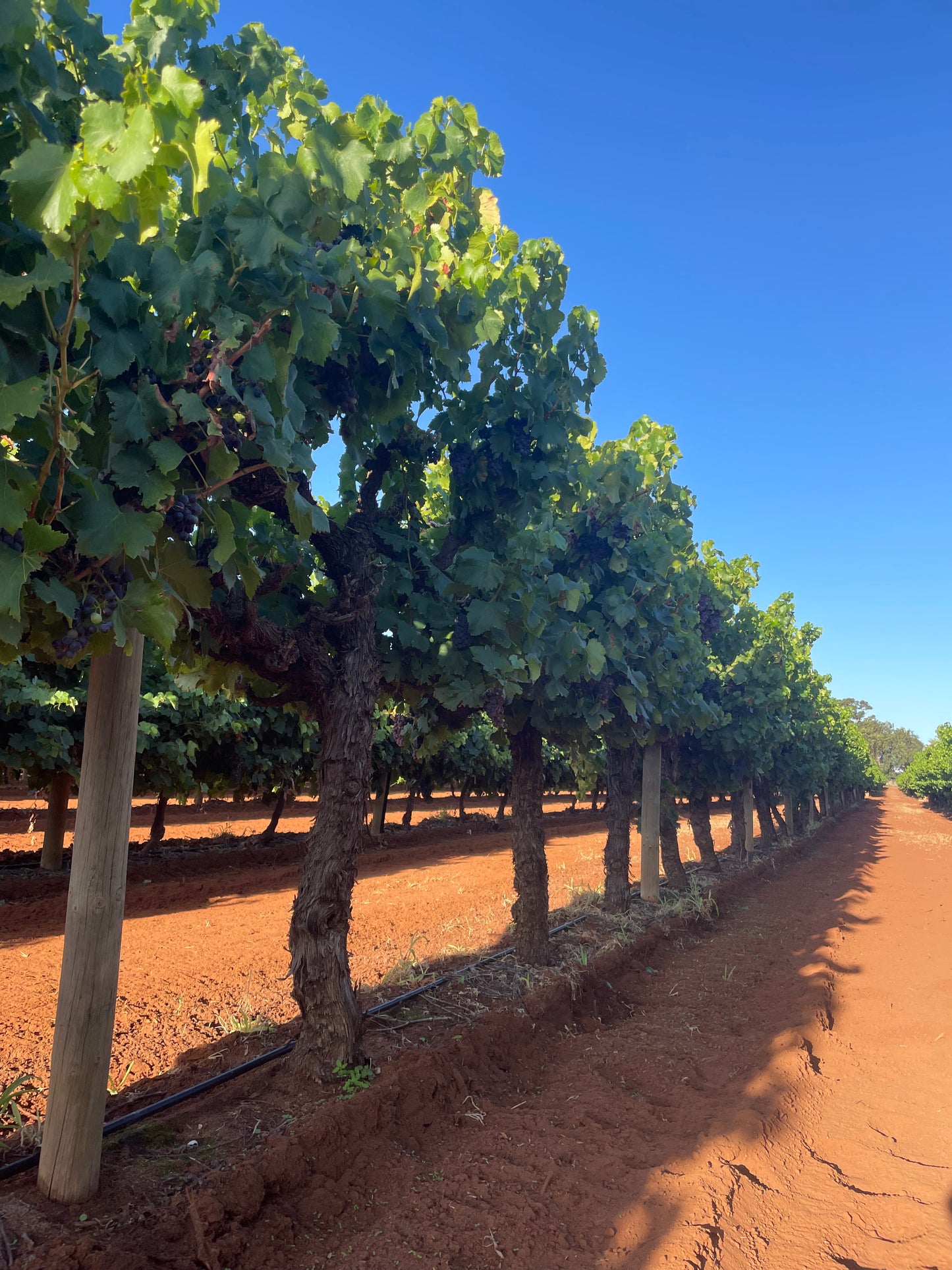 Riverland Red 2023 - $23 LUC